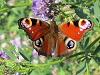 Die Schmetterlingsart Tagpfauenauge entwickelt sich ausschliesslich an der Brennessel