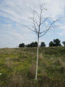 Eingegangener Baum im Jelena-Santic-Friedenspark