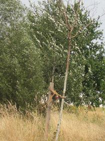 Eingegangener Baum im Jelena-Santic-Friedenspark