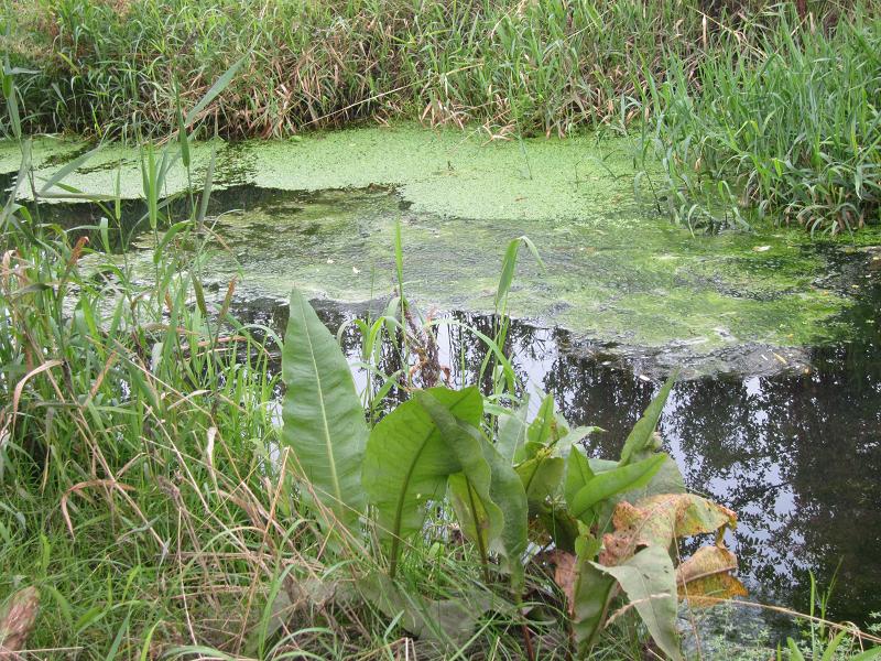 Pflanzengrün von zersetzten Pflanzen und Wasserlinsen bedecken das Wuhle-Wasser