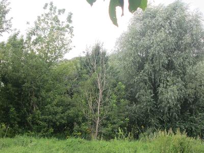 abgestorbener Baum im Wuhletal