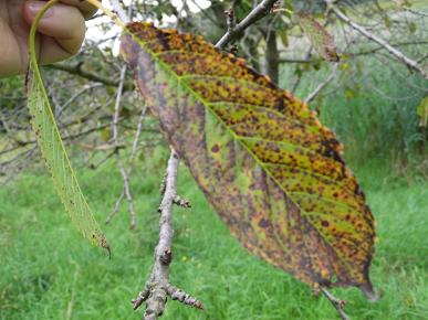 verfaerbtes Kirschbaumblatt - Von der Unterseite sieht das Blatt wie mit grobem Mehl bestreut aus